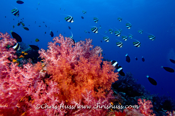 Corals, The Junk, Thailand, Andamanensee