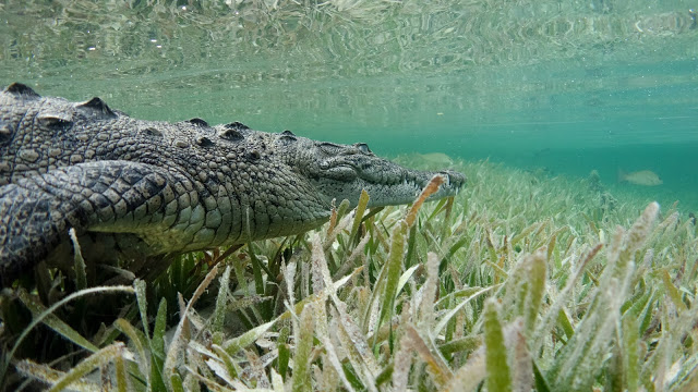 Diving with Saltwater Crocodile, Krokodil, Tortuga, Kuba