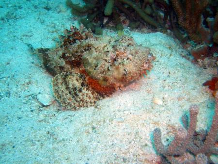 Scuba Pelicano,Isla Margarita,Juan Griego / Venezuela,Venezuela