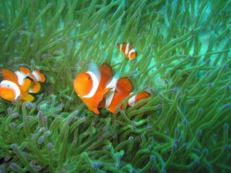 Polaris Divecenter,Cabilao,Philippinen