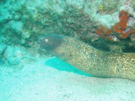 Calypso Diving,Koh Samui,Golf von Thailand,Thailand