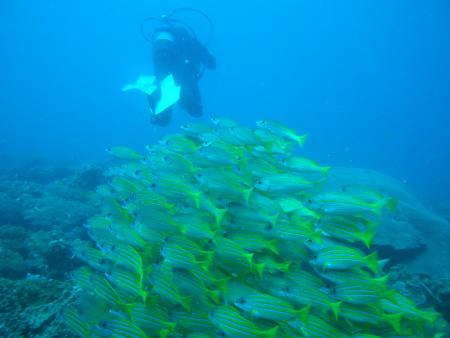 Buccaneer Diving,Mombasa North Coast,Kenia