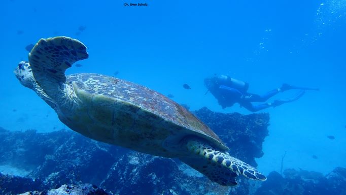 Turtle, Octopus Diving, Praslin, Seychellen
