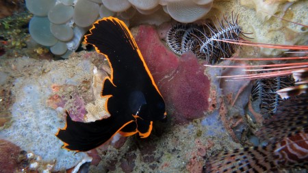 Maluku Divers,Ambon,Allgemein,Indonesien