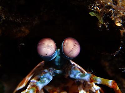 Indo-Diver.com,Indonesien