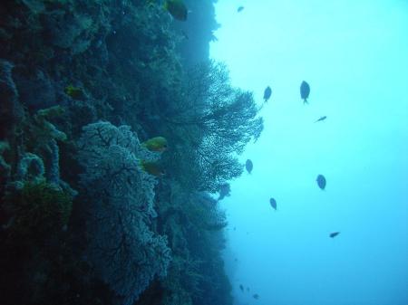 Selayar Dive Resort,Sulawesi,Indonesien