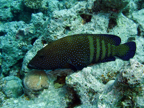 Abu Ramada Cave Drift, Abu Ramada,Hurghada,Ägypten