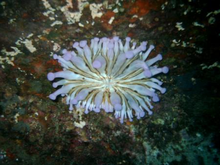 Aquanautic Dive Center Tenerife (ex Barakuda ),Adeje,Teneriffa,Kanarische Inseln,Spanien