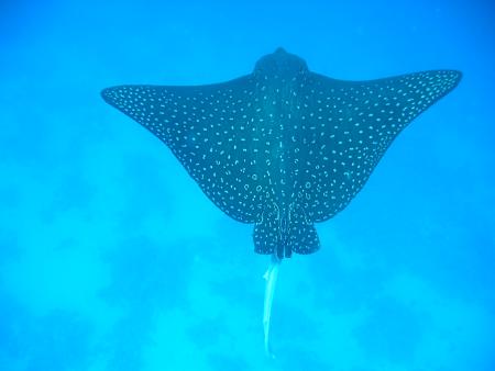 Shams Alam - Wadi Gimal Diving Center,Marsa Alam,Marsa Alam und südlich,Ägypten