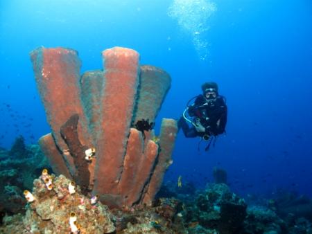 Prince John Dive Resort,Marantale/Parigi,Indonesien