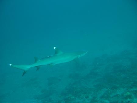 Bali Adventure Diving,Bali,Indonesien