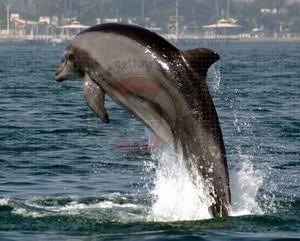 Patenschaft f&uuml;r Delfine - GRD