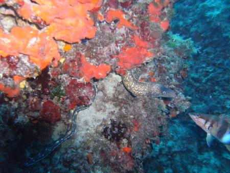 Dive & Fun,Cala D´Or,Mallorca,Balearen,Spanien