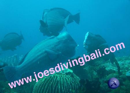 Joes Diving Bali - Die Tauchburg,Bali,Indonesien