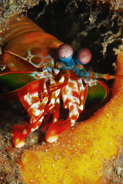 Lembeh strait, Lembeh Strait,Nord Sulawesi,Indonesien