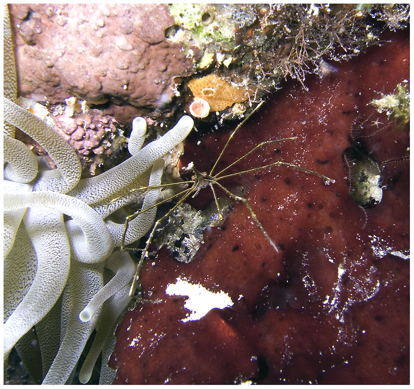 Bayahibe, Bayahibe,Dominikanische Republik