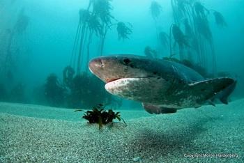 Kuhhai in S&uuml;dafrika - &copy; Morne Hardenberg