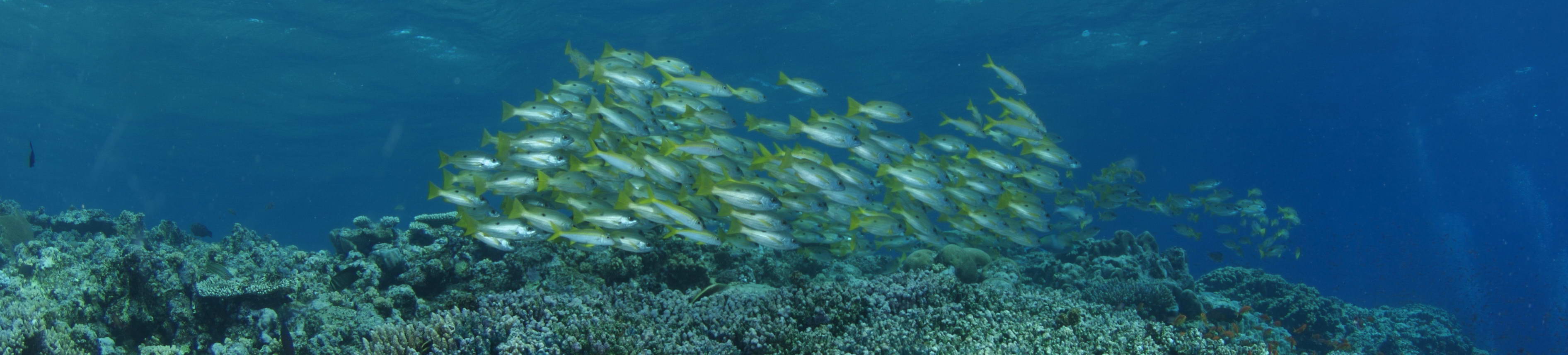 COVID19 and Scuba Diving Guidelines from Divers Alert Network (DAN