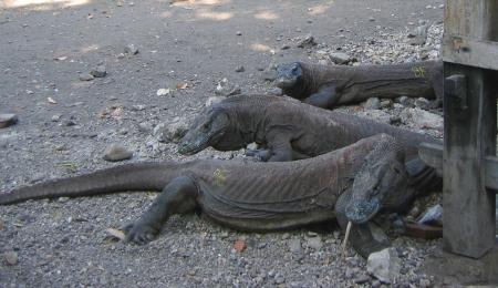 Komodo Nationalpark/ Tauchsafari CISKA,Indonesien