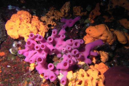 Aquapro Diving Center,Bodrum-Bitez,Türkei