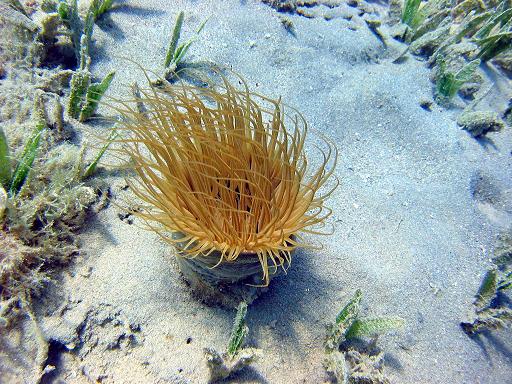 Safaga, Safaga - allgemein,Ägypten