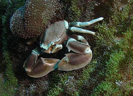 Sea-Bees,Chalong/Phuket,Andamanensee,Thailand