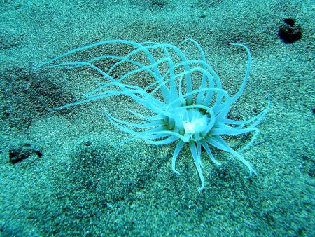 R.C. Diving,Puerto del Carmen,Lanzarote,Kanarische Inseln,Spanien