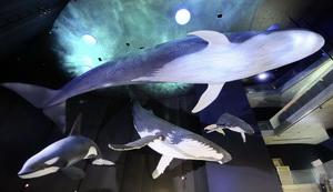 Wal-Modelle im Ozeaneum Stralsund