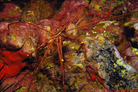 Buceo-Sub La Palma,Kanarische Inseln,Spanien