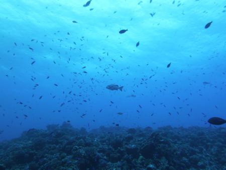 The Six Passengers Diving Center,Rangiroa,Französisch-Polynesien