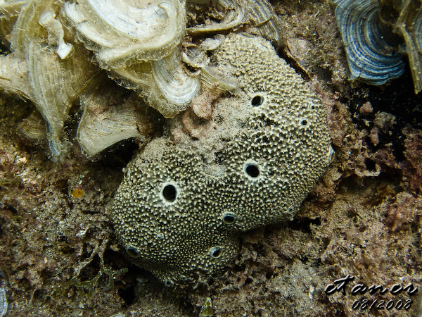 Hausbucht Scuba Valdaliso, Rovinj, Rovinj,Kroatien