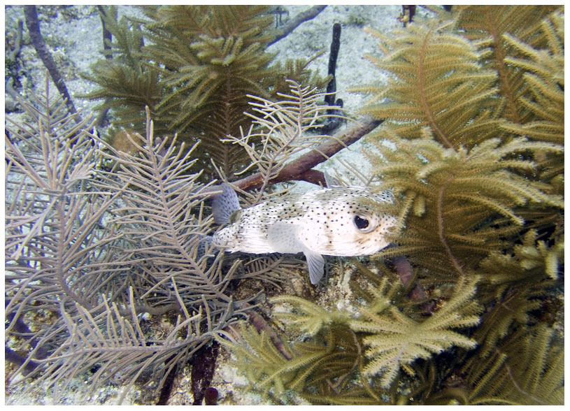 Bayahibe, Bayahibe,Dominikanische Republik