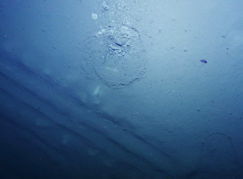 Photo of the seafloor at 4000m depth - GEOMAR