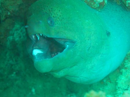 Nautica Divers Nai Yang,Andamanensee,Thailand