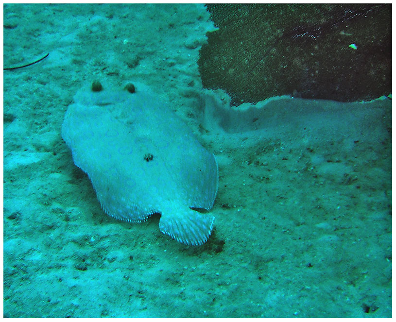 Bayahibe, Bayahibe,Dominikanische Republik