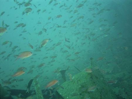 Europeandiving School,St.-Tropez (Südfrankreich),Frankreich