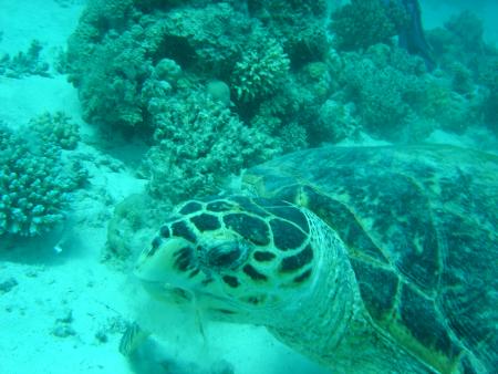 Orca Dive Club,Turtle`s Inn Dive Club,El Gouna,Hurghada,Ägypten