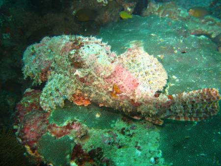 Dream Team Divers,Ya Nui,Phuket,Andamanensee,Thailand