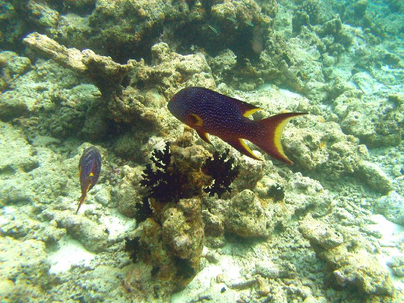 Embudu / Süd Male Atoll, Embudu,Malediven