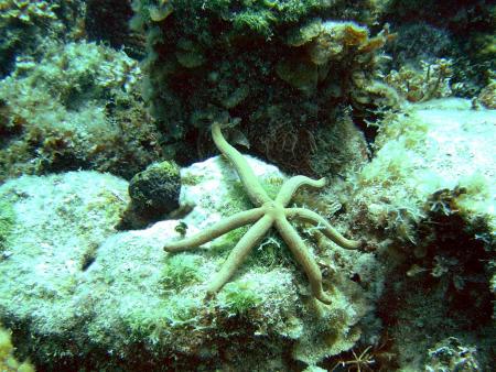 Starfish Resort Trelawny,Falmouth,Jamaika