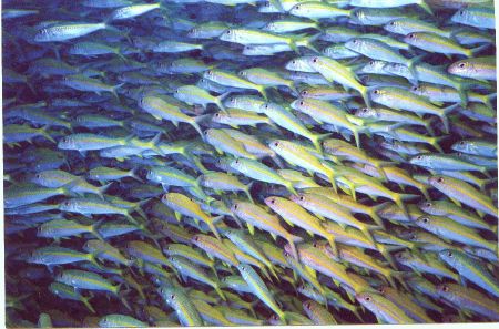 El Samaka Diving Center,Hurghada,Ägypten