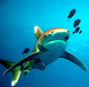 Longimanus - &copy; Lemmi