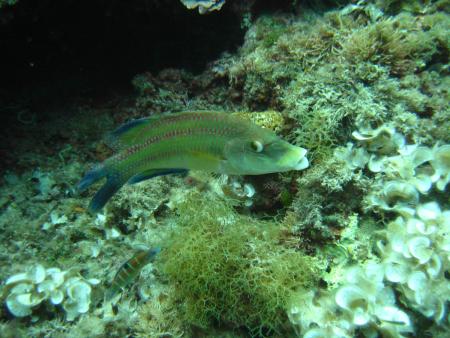 Dive & Fun,Cala D´Or,Mallorca,Balearen,Spanien