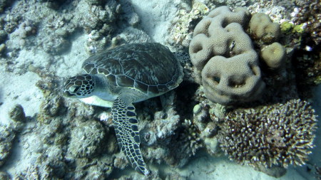 TGI Diving Gorgonia Beach Resort,Marsa Alam,Marsa Alam und südlich,Ägypten