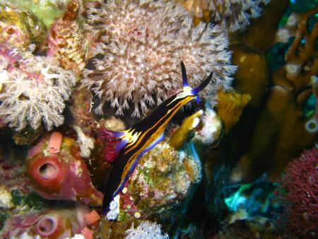 Riff-Samak Hotels and Diving Centre,Marsa Alam,Marsa Alam und südlich,Ägypten