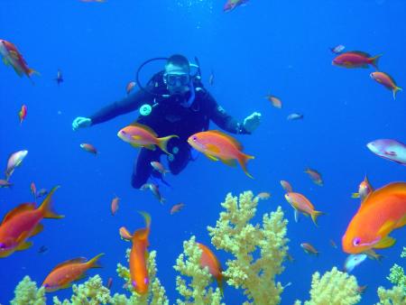 Sinai Dive Club,Sharks Bay,Sharm el Sheikh,Sinai-Süd bis Nabq,Ägypten
