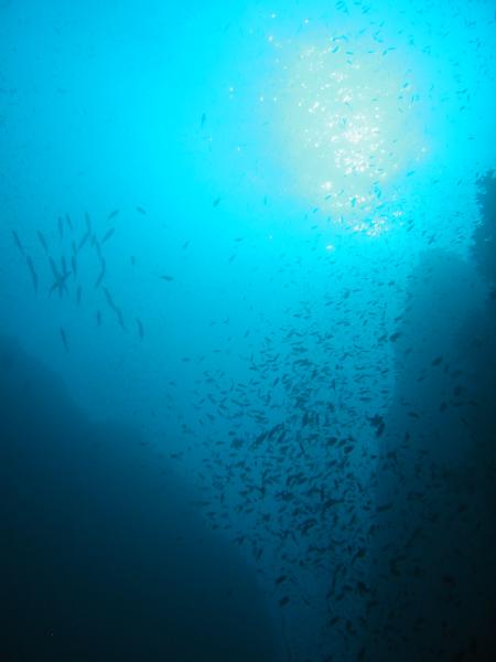 Calypso Diving,Koh Samui,Golf von Thailand,Thailand