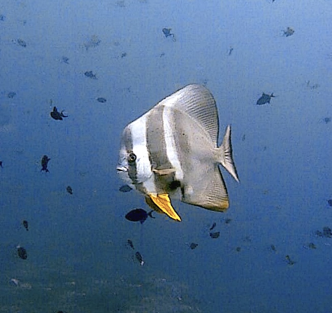 DivePoint Meedhupparu, Malediven