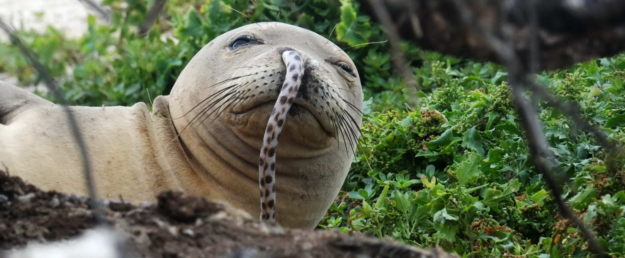 Hawaii Wie Gelangt Ein Aal In Die Nase Einer Robbe Diveinside News