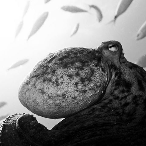 Octo ;), Side Azura Dive Center, Side-Sorgun, Türkei